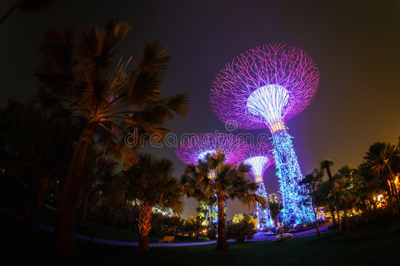 Silver Tree editorial stock image. Image of flora, attraction 44704954