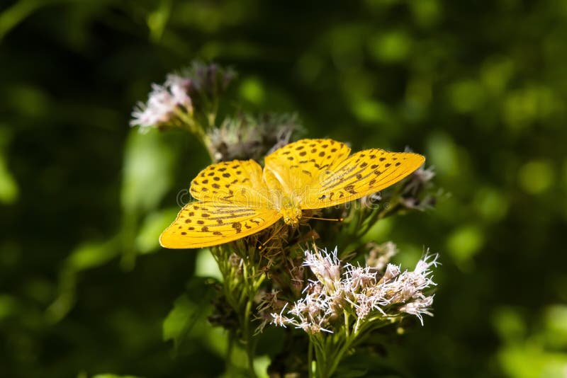 Stříbrný motýl třesavý v přírodním prostředí, Národní park Slovenský raj, Slovensko