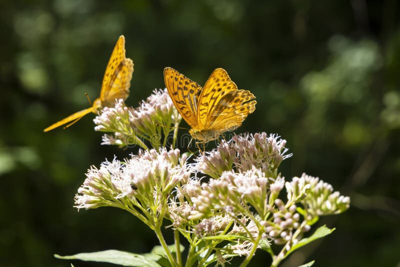 Strieborný motýľ fritilárny v prírodnom prostredí, Národný park Slovenský raj, Slovensko