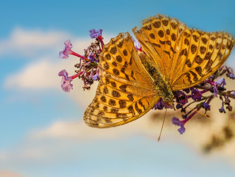 Silver-washed fritillary resting on buddleia flower stock photography