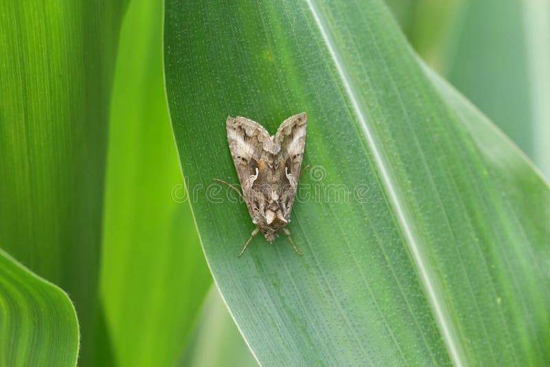 The Silver Y Autographa gamma is a migratory moth of the family Noctuidae