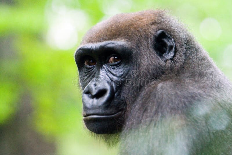 silverback för framsidagorilla s arkivfoto silverback för framsidagorilla s arkivfoto