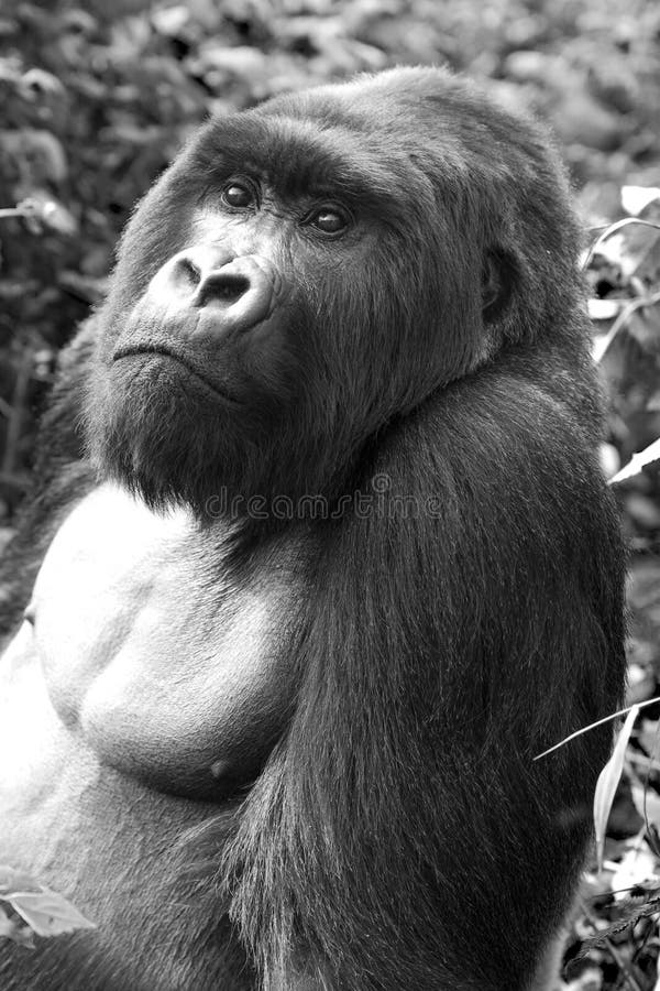 Adult Silverback Gorilla portrait in Volcanoes National Park, Rwanda, 2014.