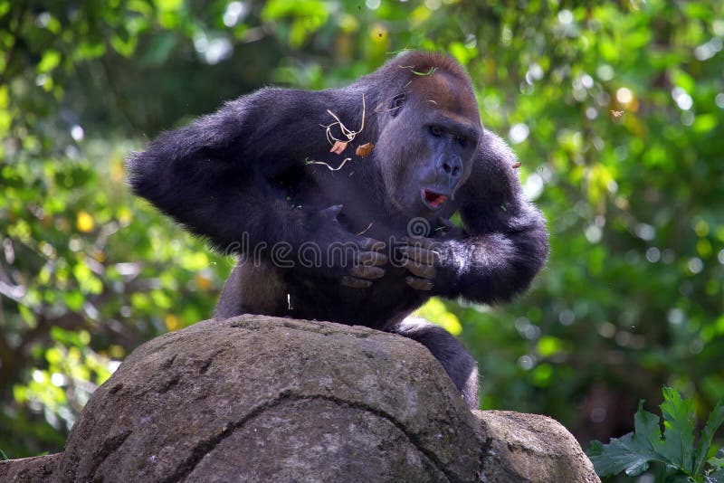 Silverback Gorilla Beating Chest Stock Photo Image of display