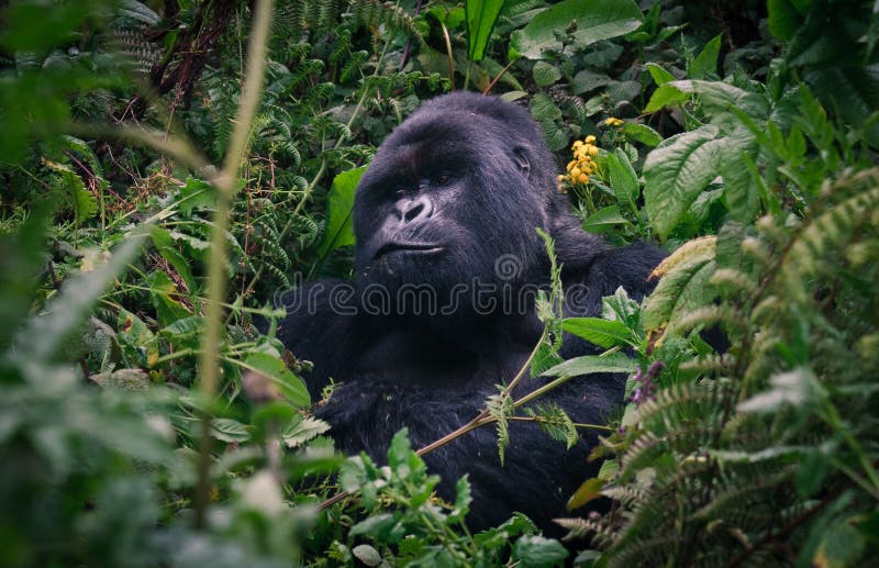 Silverback mountain gorilla Kurira of the Susa group, in the Rainforest of Parc des Volcans, Virunga massif, Rwanda. Silverback mountain gorilla Kurira of the Susa group, in the Rainforest of Parc des Volcans, Virunga massif, Rwanda.