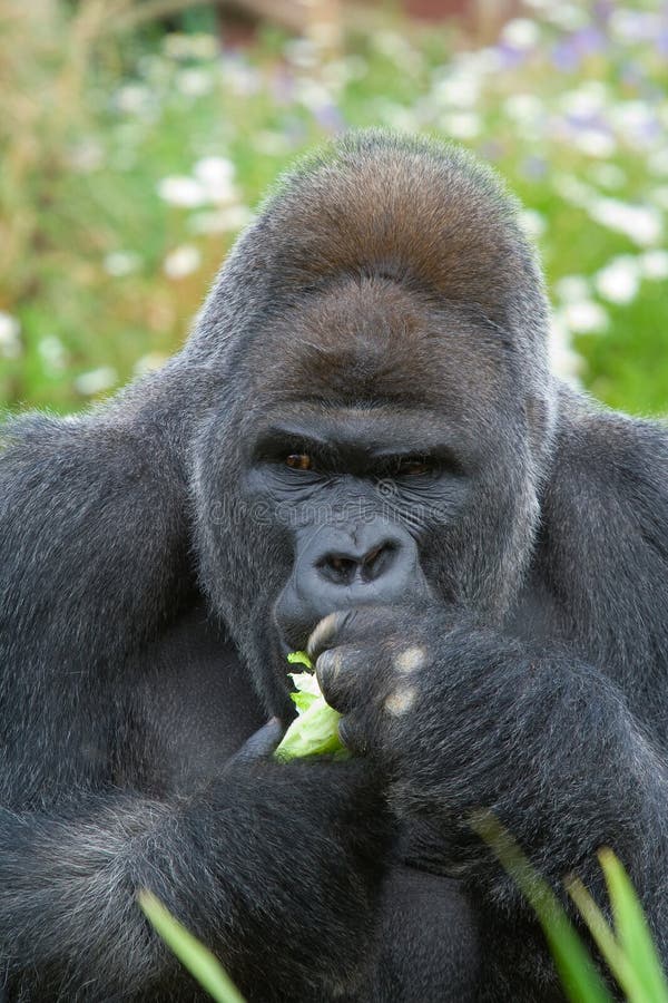 Silverback Gorilla eating stock image. Image of monkey - 5629635