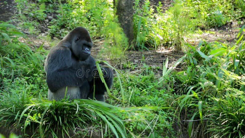 Silverback Gorilla Eating Leaves