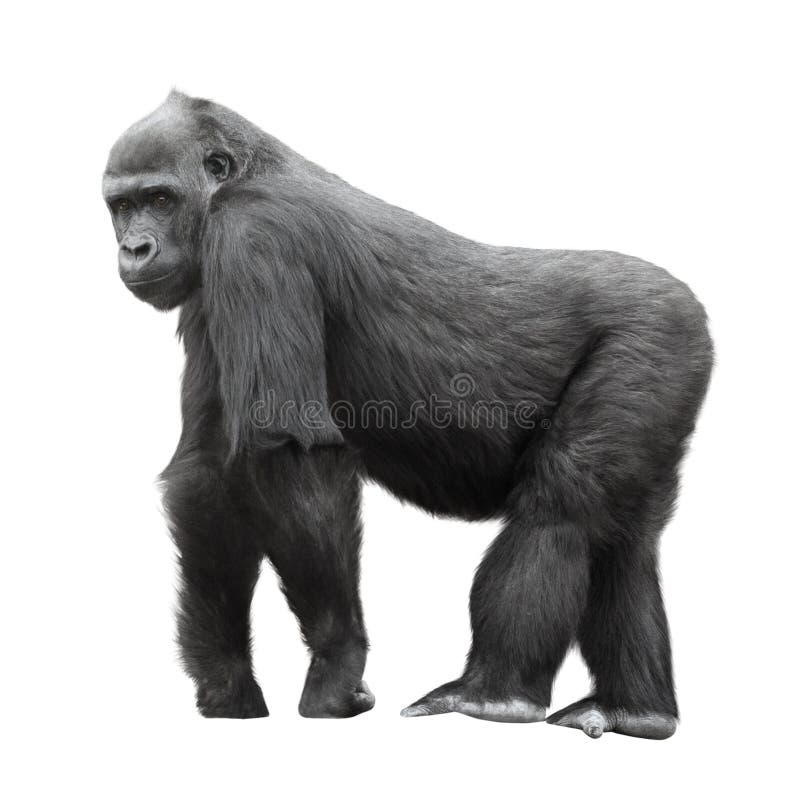 Gorilla in piedi su un belvedere isolato su sfondo bianco.