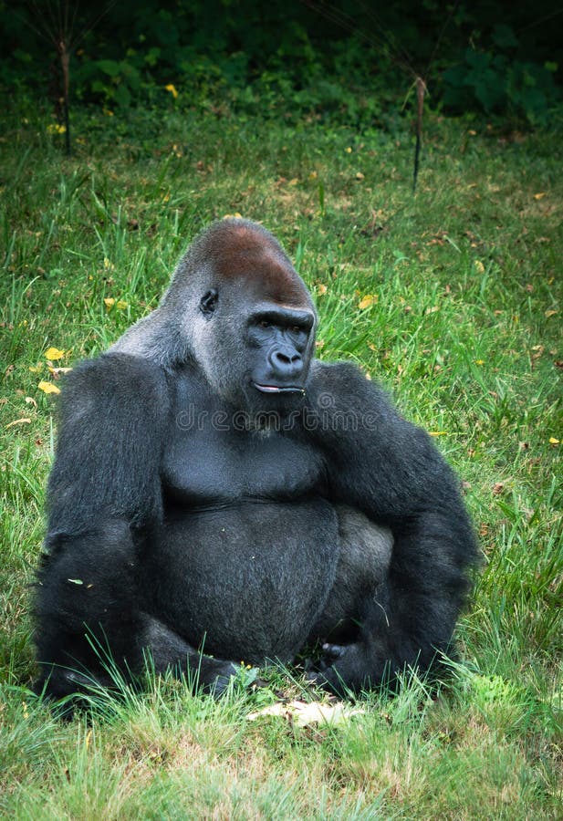 Chill gorilla hotsell