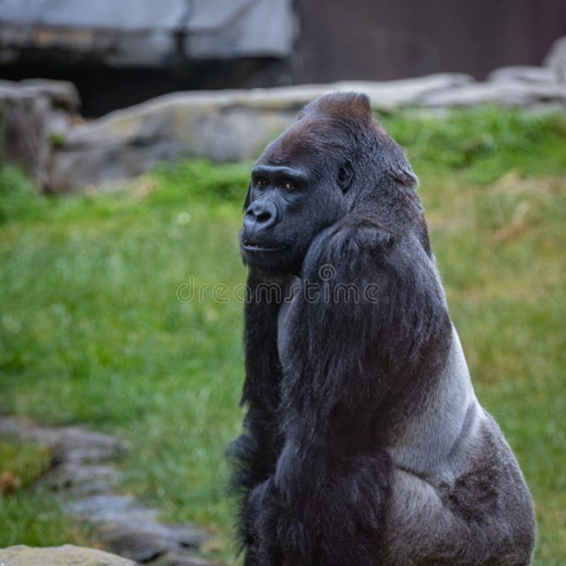 Coolest gorilla of all time' puts supermodels to shame with amazing pose |  Metro News