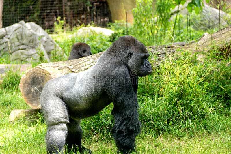 Silverback Gorilla stock photo. Image of side, mammal - 31214774