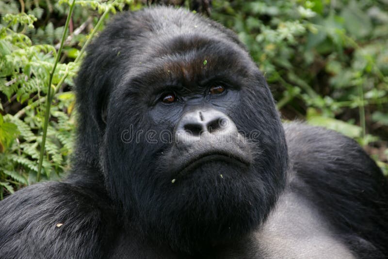 Silverback mountain gorilla stock photography Silverback mountain gorilla stock photography