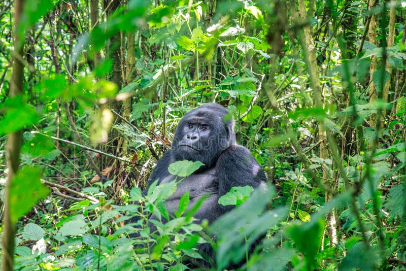 Silverback Mountain Gorilla Sitting in Leaves. Stock Photo - Image of ...