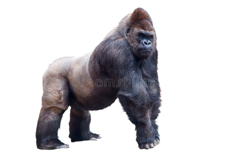 Silverbackgorilla isoliert auf weißem Hintergrund stockfotografie