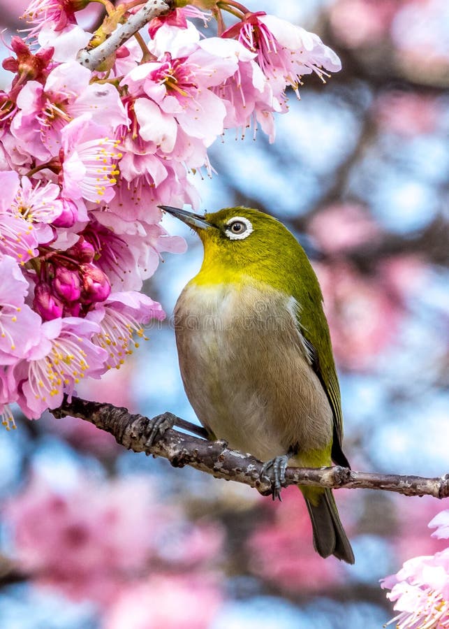 The Silvereye bird