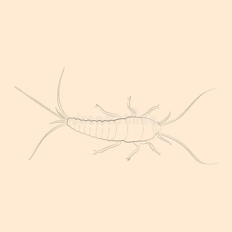 Download Silverfish Bug Stock Illustrations - 61 Silverfish Bug Stock Illustrations, Vectors & Clipart ...