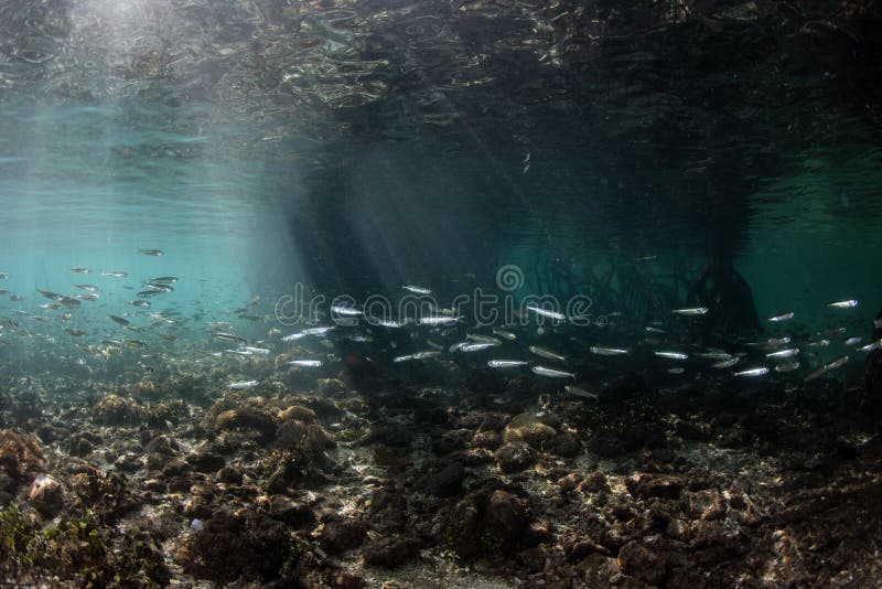 Silversides School in Mangrove in Indonesia