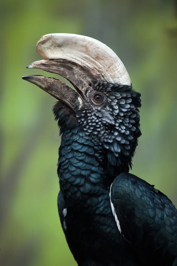Silvery-cheeked hornbill (Bycanistes brevis). royalty free stock photography Silvery-cheeked hornbill (Bycanistes brevis). royalty free stock photography