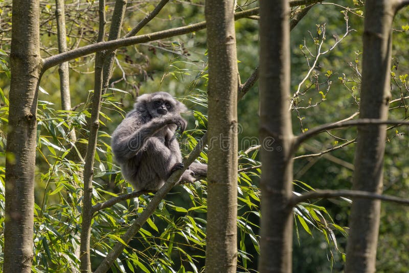 46,202 Fotos de Stock de Macaco De Balanço - Fotos de Stock Gratuitas e Sem  Fidelização a partir da Dreamstime - Página 12