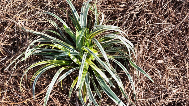 Silvery Sunproof Liriope - Liriope  Silvery Sunproof  in pine straw bed