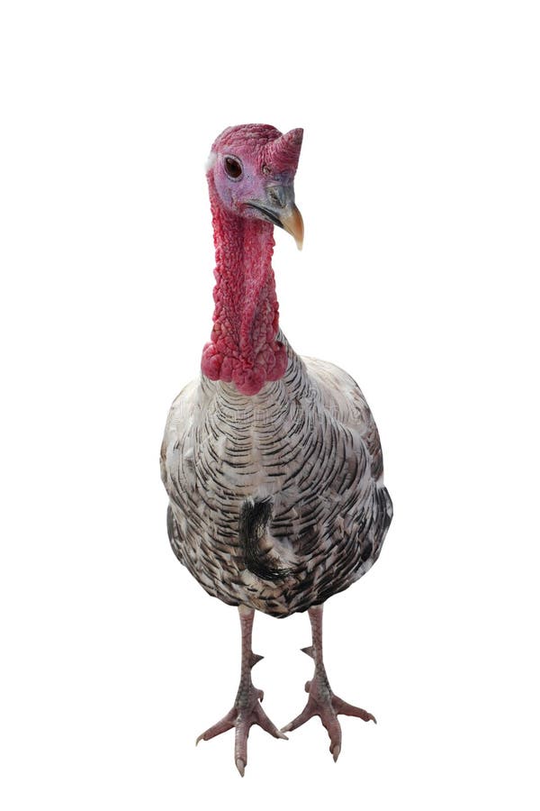 Silvery Turkey Cock Stock Image Image Of Wild Dinner 64859063 
