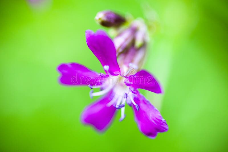 Silène enflée collante de floraison (viscaria de Silene) photographie stock Silène enflée collante de floraison (viscaria de Silene) photographie stock