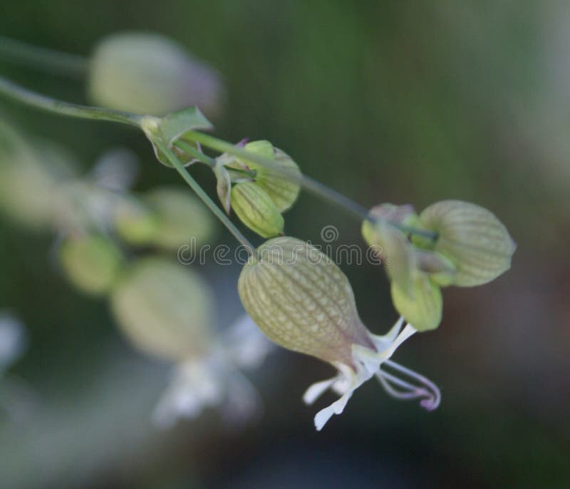 Silène enflée, Silene vulgaris, maidenstears images stock Silène enflée, Silene vulgaris, maidenstears images stock