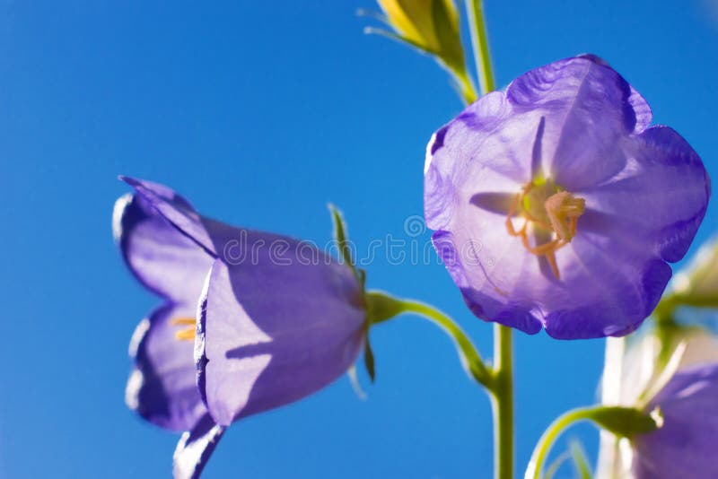 Simbolo del primo piano del fiore di campanula di onestà fotografia stock Simbolo del primo piano del fiore di campanula di onestà fotografia stock