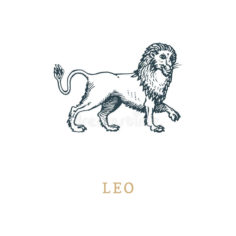 Simbolo dello zodiaco di Leo, disegnato a mano nell'incisione dello stile Illustrazione del grafico di vettore retro del leone as royalty illustrazione gratis