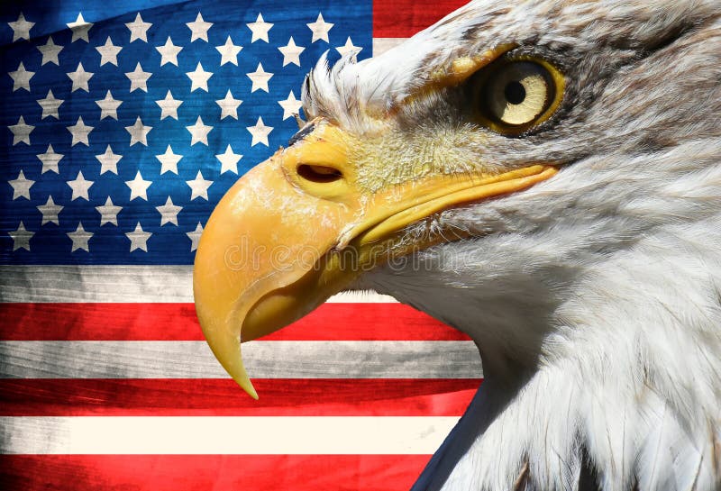 Simbolo S.U.A. o noi del primo piano del ritratto di Eagle bande e bandiera delle stelle immagini stock Simbolo S.U.A. o noi del primo piano del ritratto di Eagle bande e bandiera delle stelle immagini stock