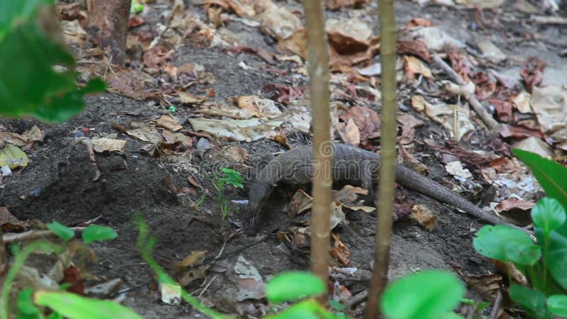 Similan-Drache