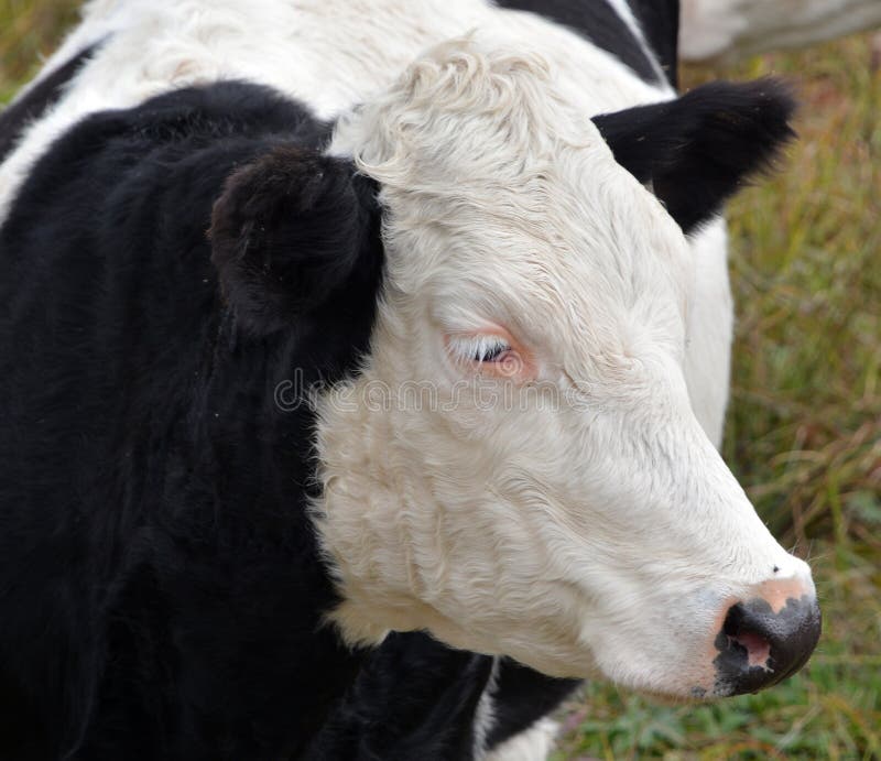 Simmental is one of the oldest and most recognized cattle breeds stock images