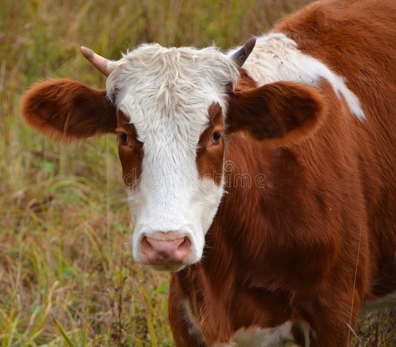 Simmental is one of the oldest and most recognized cattle breeds stock photos