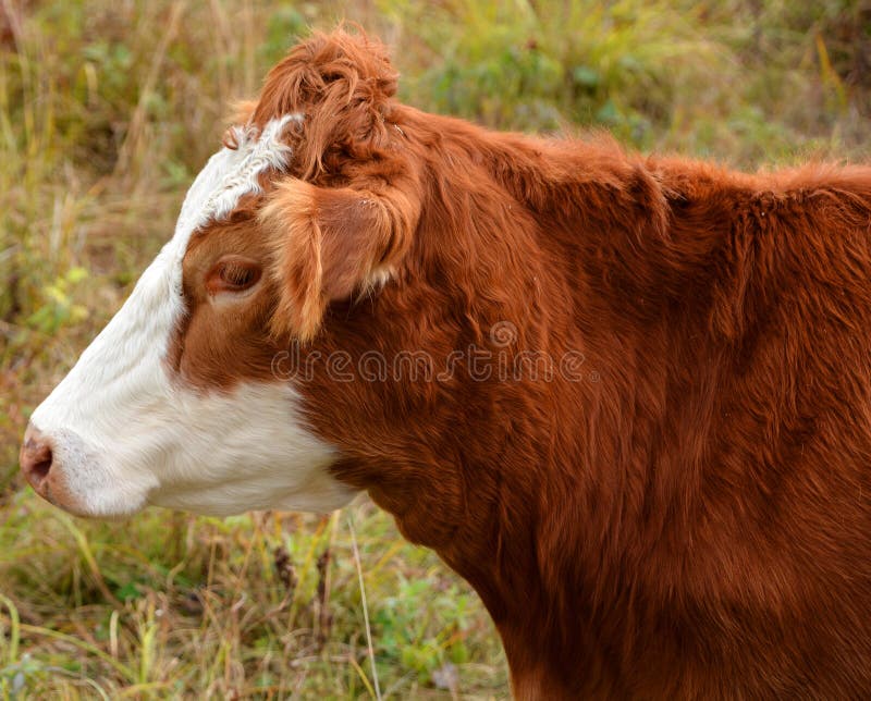 Simmental is one of the oldest and most recognized cattle breeds stock photo