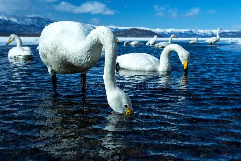 Simning f?r cygnus f?r Whoopersvan eller Cygnusp? sj?n Kussharo i vinter p? Akannationalparken, Hokkaido, Japan, berg som t?ckas arkivfoton Simning f?r cygnus f?r Whoopersvan eller Cygnusp? sj?n Kussharo i vinter p? Akannationalparken, Hokkaido, Japan, berg som t?ckas arkivfoton