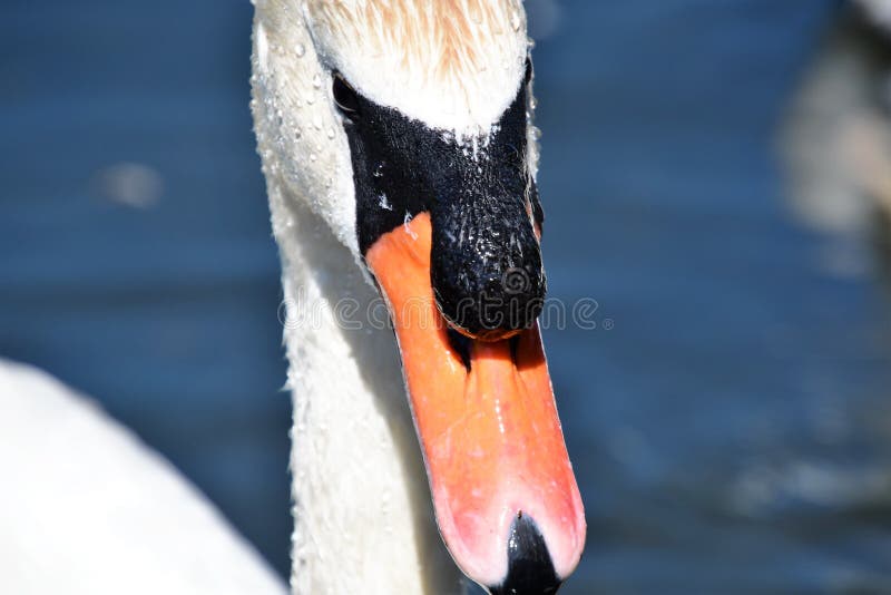 Simning f?r stum svan p? dammet royaltyfri fotografi Simning f?r stum svan p? dammet royaltyfri fotografi