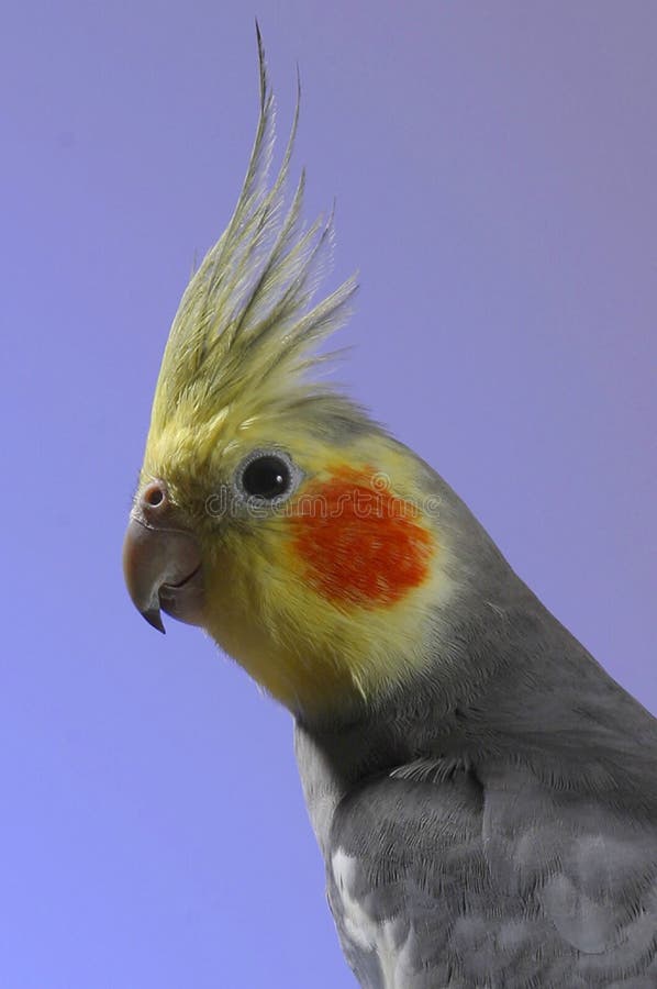 Simon cockatiel zdjęcia stock Simon cockatiel zdjęcia stock