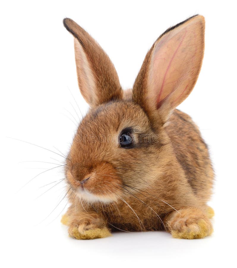 Simpatico coniglio marrone isolato su sfondo bianco fotografie stock