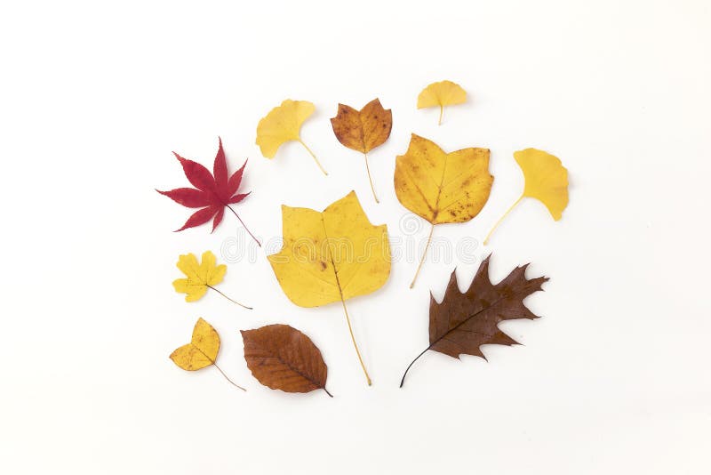 Simple Autumn Arrangement, Autumn Leaves Creative Arrangement ...