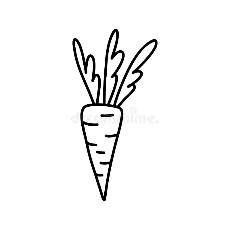 Carrot doodle icon drawing sketch hand drawn line Vector Image