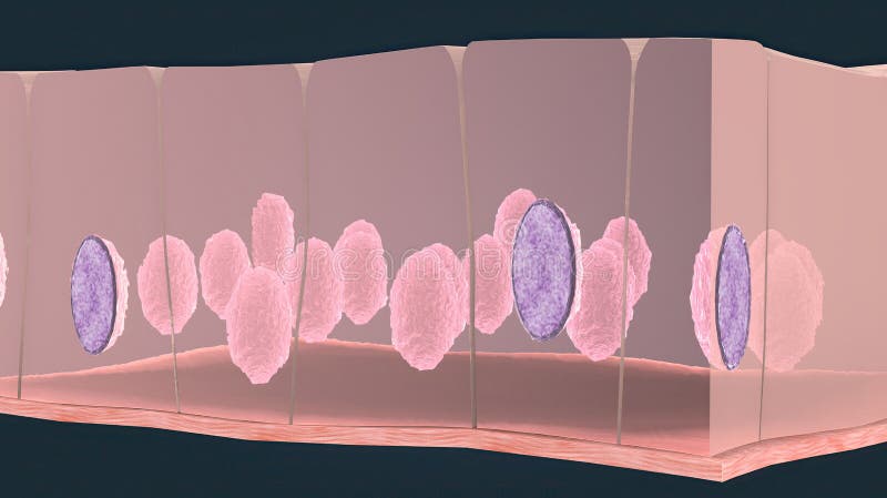 In Humans Simple Columnar Epithelium Lines Most Organs Of The