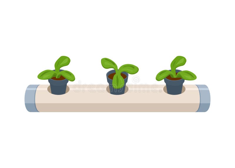 Hydroponics plant installed on pipe. Simple flat illustration. vector illustration
