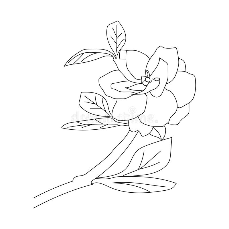 gardenia flower outline drawing, gardenia flower line art, gardenia flower  illustration, gardania flower vector art. - MasterBundles