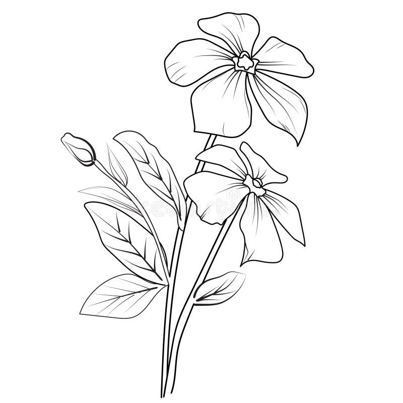 Simple Periwinkle Flower Drawing, Pencil Sketch Sada Bahar Flower ...