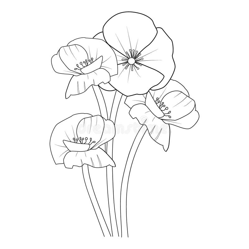 Simple Poppy Flower Outline Drawings, Poppy Flower Coloring Pages for ...