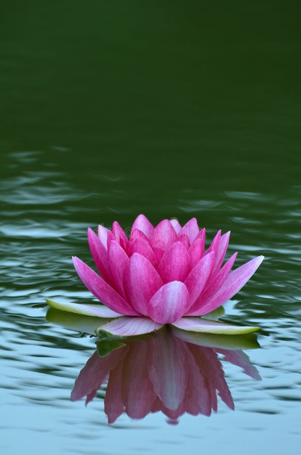 Water Lily royalty free stock image