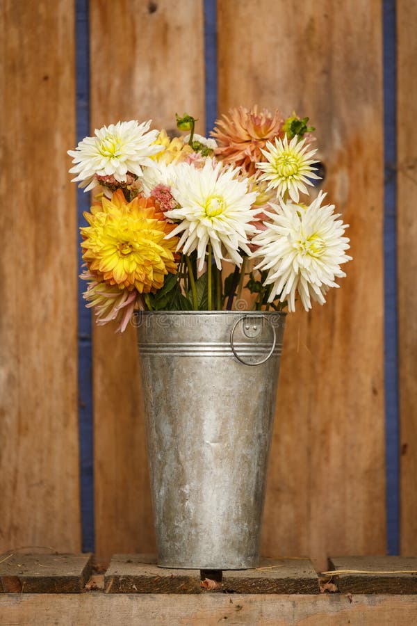 Simple, rustic country style fall autumn Thanksgiving season floral dahlia bouquet in galvanized metal vase home decorations