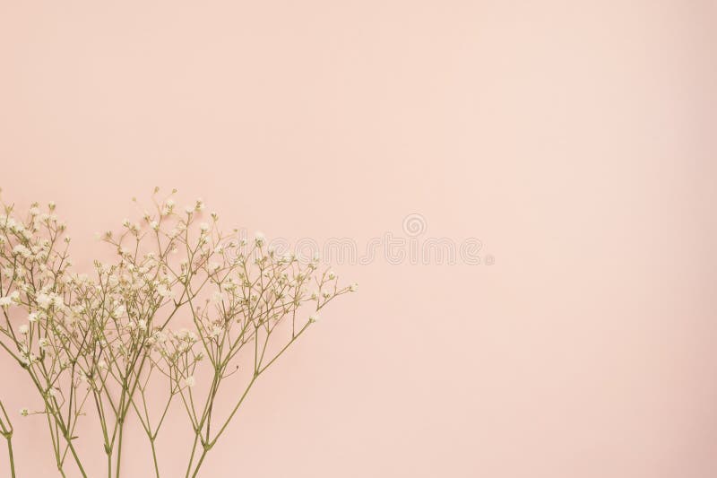 Simple white flower of roses on punchy pink background. Copy space, floral frame. Wedding, gift card, valentine`s day or mothers stock photography Simple white flower of roses on punchy pink background. Copy space, floral frame. Wedding, gift card, valentine`s day or mothers stock photography
