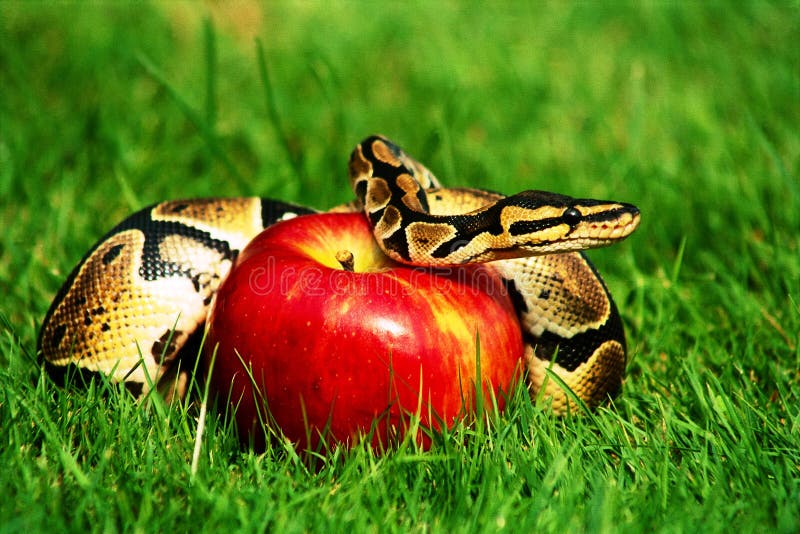 Snake with an Apple Fruit in Its Mouth Stock Image - Image of copyspace, apple: 164896573