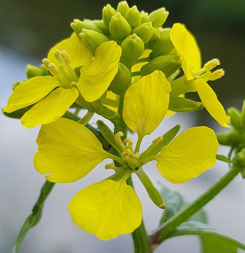 Brassica Kaber Stock Photos Free & RoyaltyFree Stock Photos from